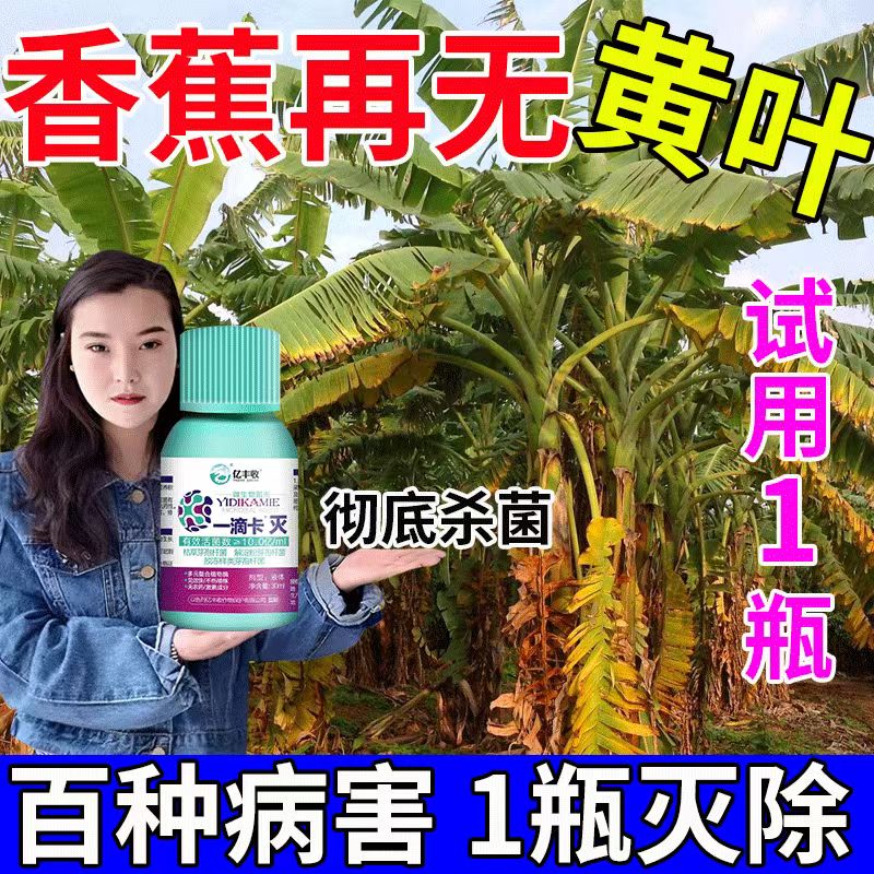 嵩晴香蕉专用药香蕉病全治香蕉枯萎病黄叶病黑星病束顶病叶斑病水溶肥