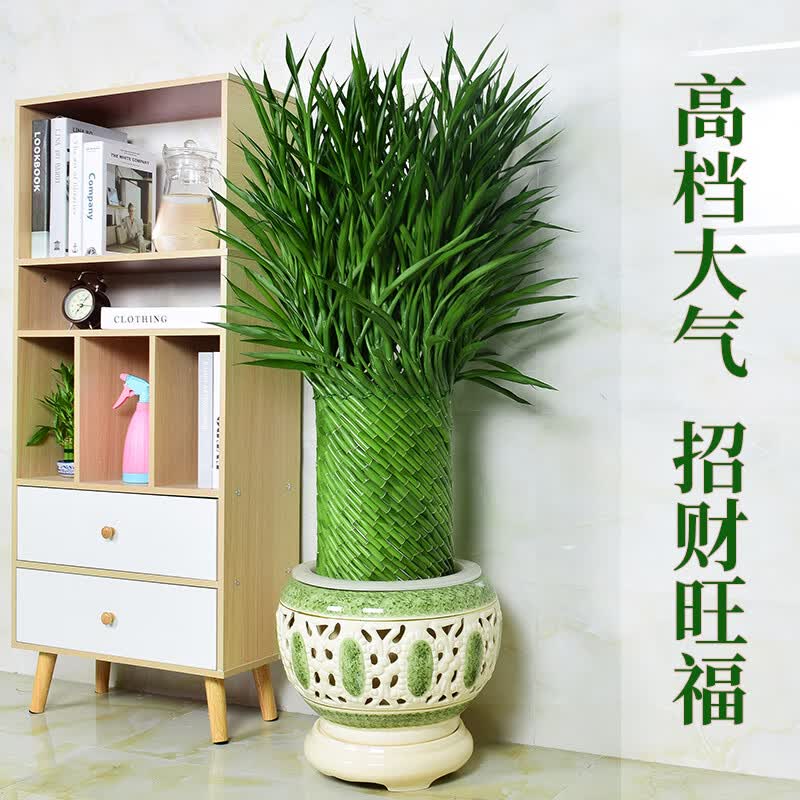 手耕田节节高富贵竹植物开运竹子盆栽客厅水养大型绿植室内乔迁大颗 大展鸿图 含盆