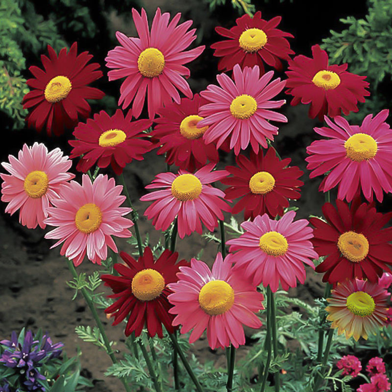 花乡邻里除虫菊种子驱蚊草驱虫菊防蚊花种子易活花籽盆栽庭院室外花
