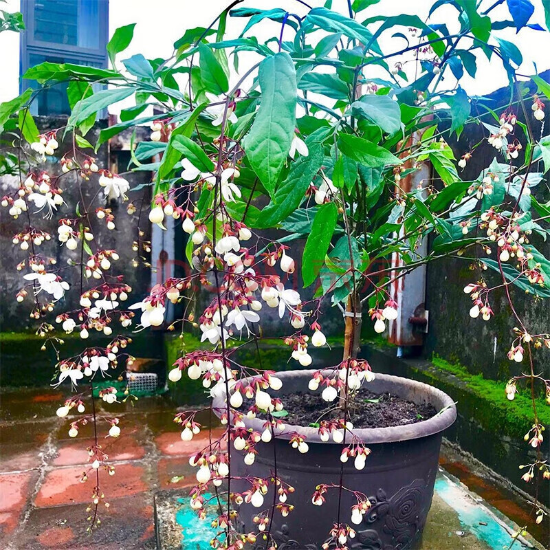 御春阁垂丝茉莉盆栽白玉蝴蝶花苗垂茉莉开花绿植盆栽阳台垂枝茉莉花