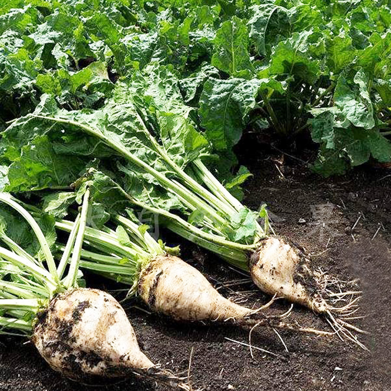 饲料甜菜种子白根甜菜根种籽制糖特大高产可食用春季农家蔬菜种孑 丰