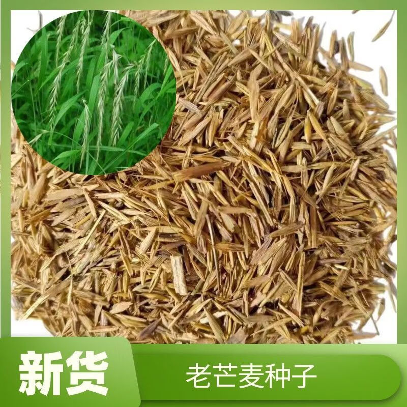谷真牧草种子老芒麦家畜喜食山地草原绿化耐寒耐旱多年生饲用植物种子
