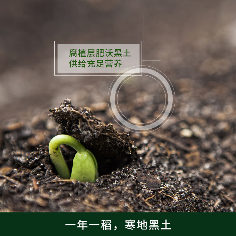 甄食在东北火山岩大米黑土地响水石板大米当季新清香粳米新米 火山岩