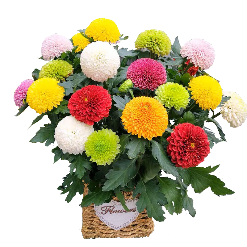 ���а�ջ����Ծ���ǧͷ���������ͺ���������ֲ�� ƹ�Ҿ�/��ɫԴͷֱ�� 20Ԫ