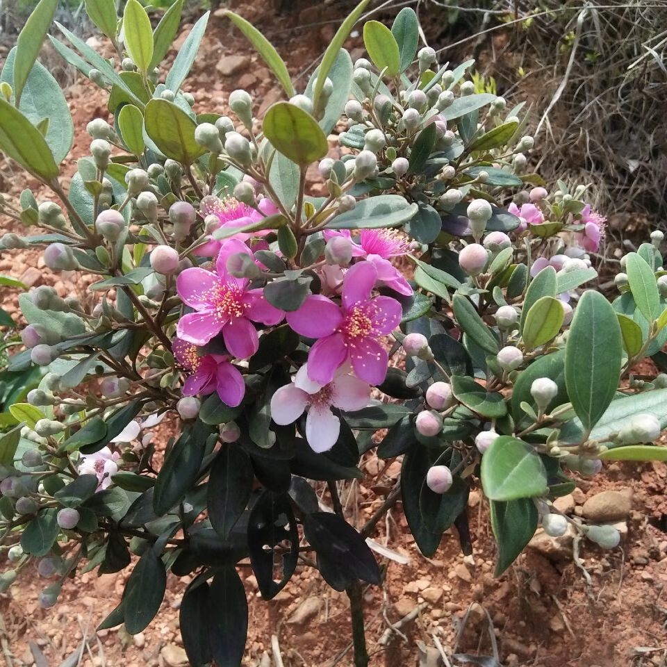 正宗桃金娘树苗山捻子苗乌稔多尼小种苗盆景地栽室内阳台庭院植物抖音