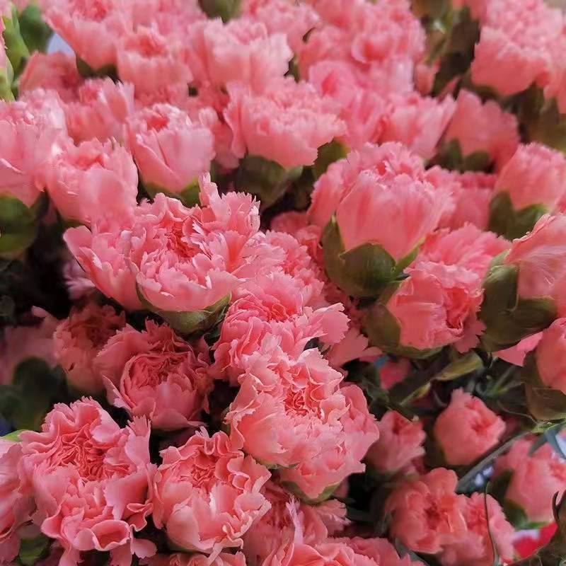 花点时间x花田混合花束单品花材非洲菊康乃馨基地直采鲜花混合花束