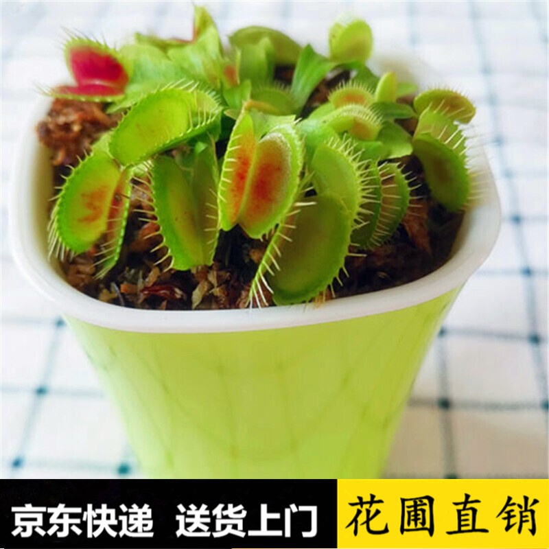 猪笼草 相关京东优惠商品排行榜 价格图片品牌优惠券 虎窝购