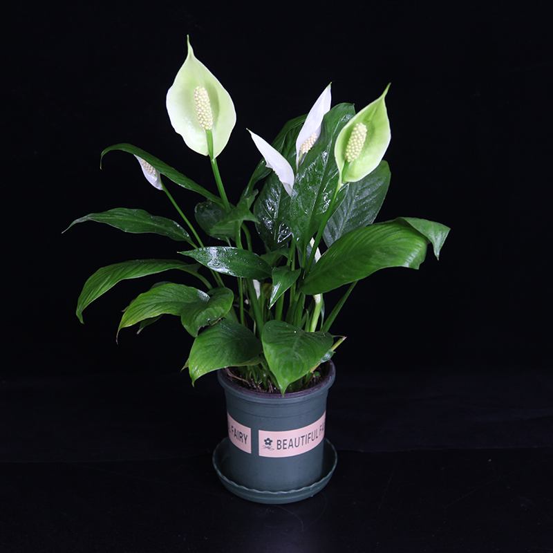 家中有果桌面花卉盆栽客厅室内水培白掌粉掌绿植 白掌(加仑盆) 带花苞