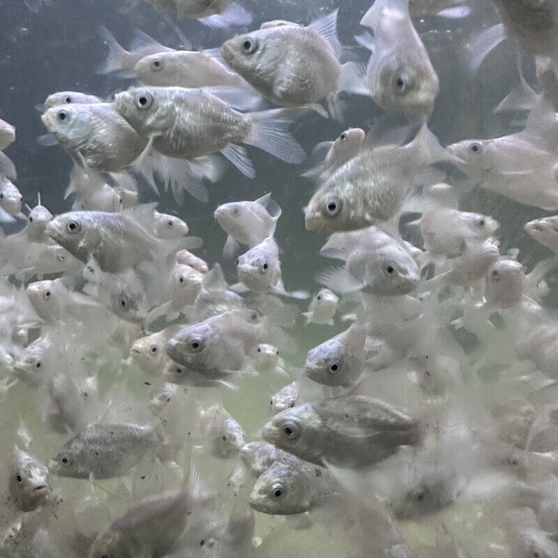 台湾蝴蝶鲤苗精品球体渔场直发狮子头白色冷水鱼纯种石膏白观赏鱼