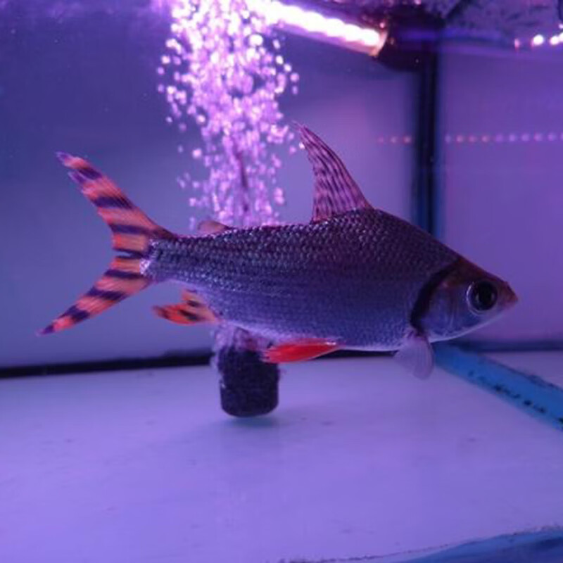 jypet飞凤鱼观赏鱼泰国元宝鲫短身金凤鱼银凤柠檬鲫