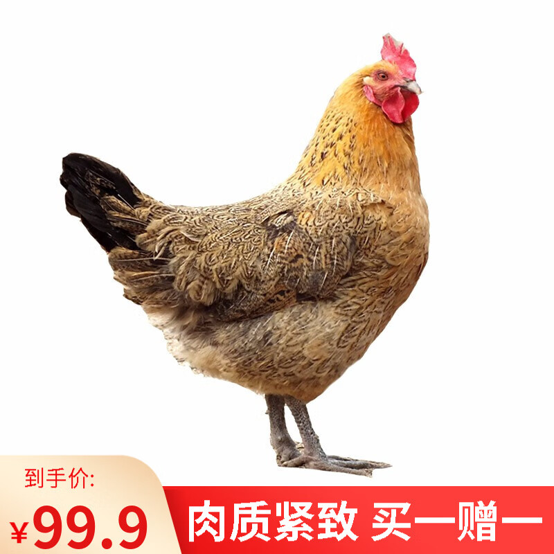 市面上热门的鸡肉品牌及价格走势|查鸡肉历史低价