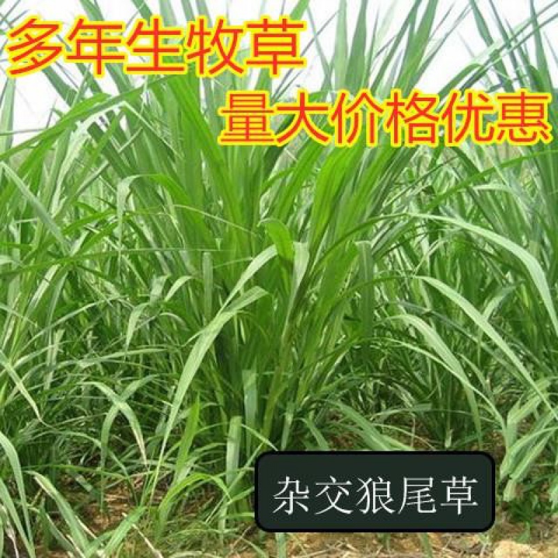 四季常青鸡鸭鹅牛羊鱼草种籽百慕大草皮  骏楷园林 杂交狼尾草种子1斤