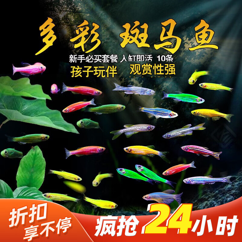 美人雾斑马鱼活鱼活体观赏鱼活体热带鱼小型观赏鱼孔雀鱼斗鱼淡水观赏鱼 新手必买套餐随机10条2条备损怎么看?