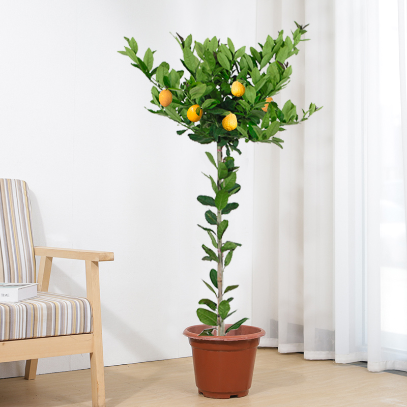 京东查大型绿植价格走势|大型绿植价格走势