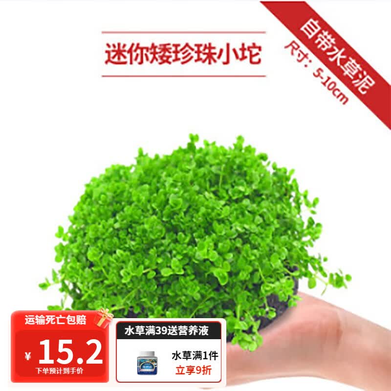 疯狂水草（FKSC）鱼缸水草坨草植物活体增氧淡水新手懒人水榕造景水培水草 趴地矮珍珠坨草属于什么档次？
