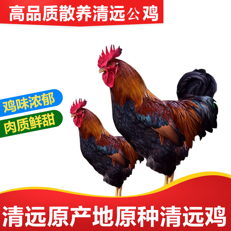 山鸡凰 广东清远大公鸡128天清远鸡公精选山间品质土鸡山林散养生鲜鸡