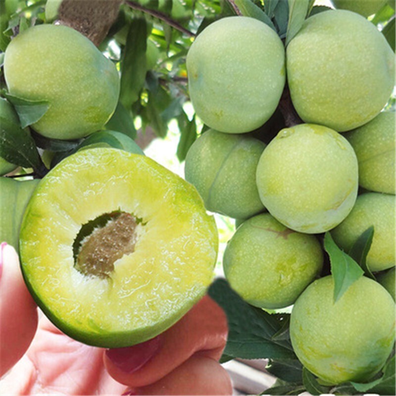 树苗嫁接晚熟青脆黑李西梅苗南方北方种果树苗三华李子早熟 巨枣李 6