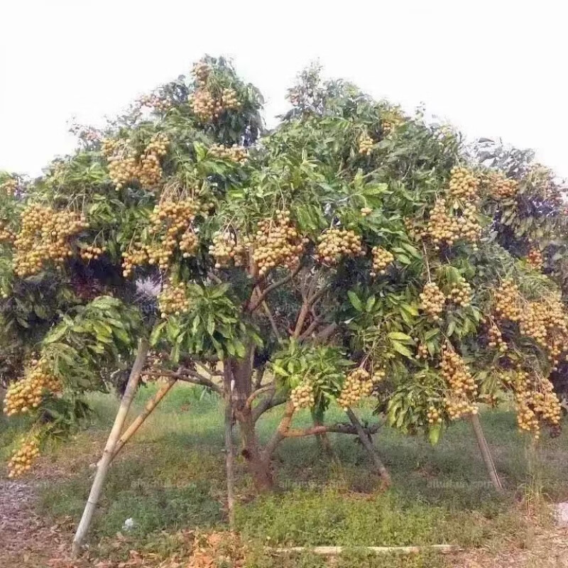 江影清四季矮种龙眼嫁接苗果树苗南方种植石硖龙眼桂圆当年结果龙眼大