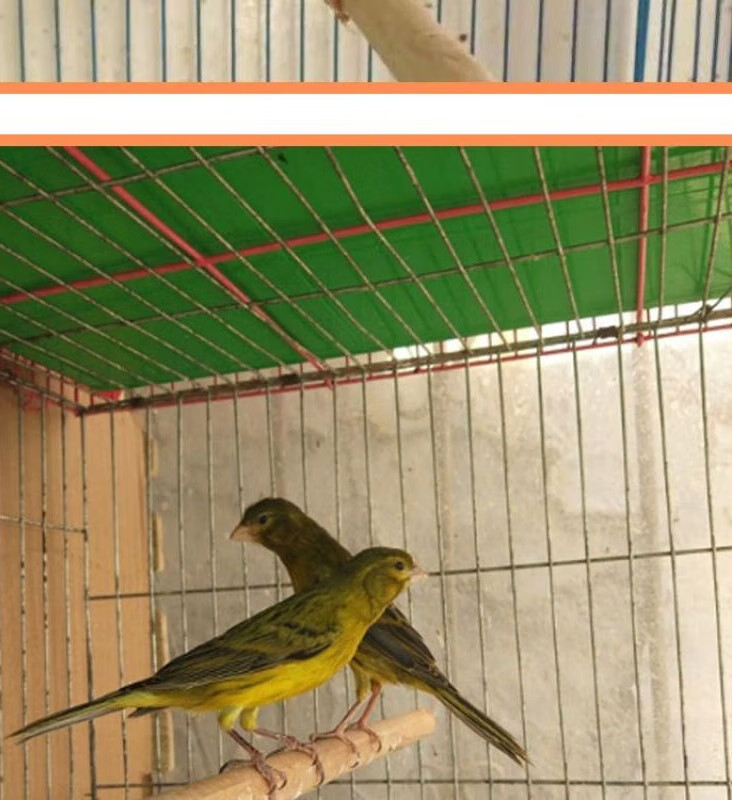 鸟观赏鸟山东黄玉鸟笼养鸣唱鸟小鸟辣椒红玉鸟扬州黄 绿桂皮幼鸟公
