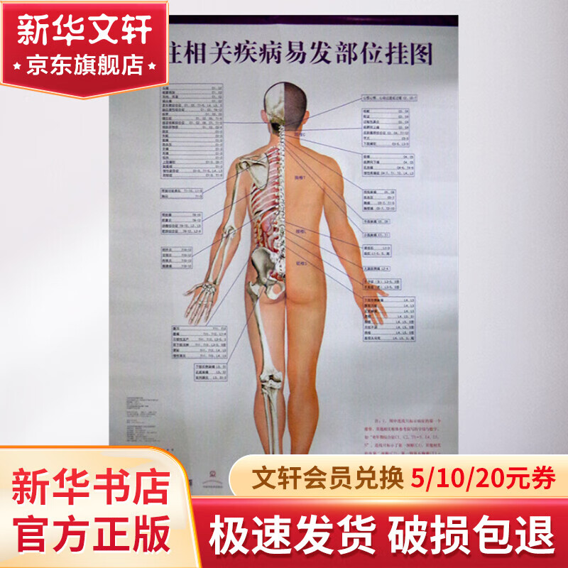 脊柱相关疾病易发部位挂图