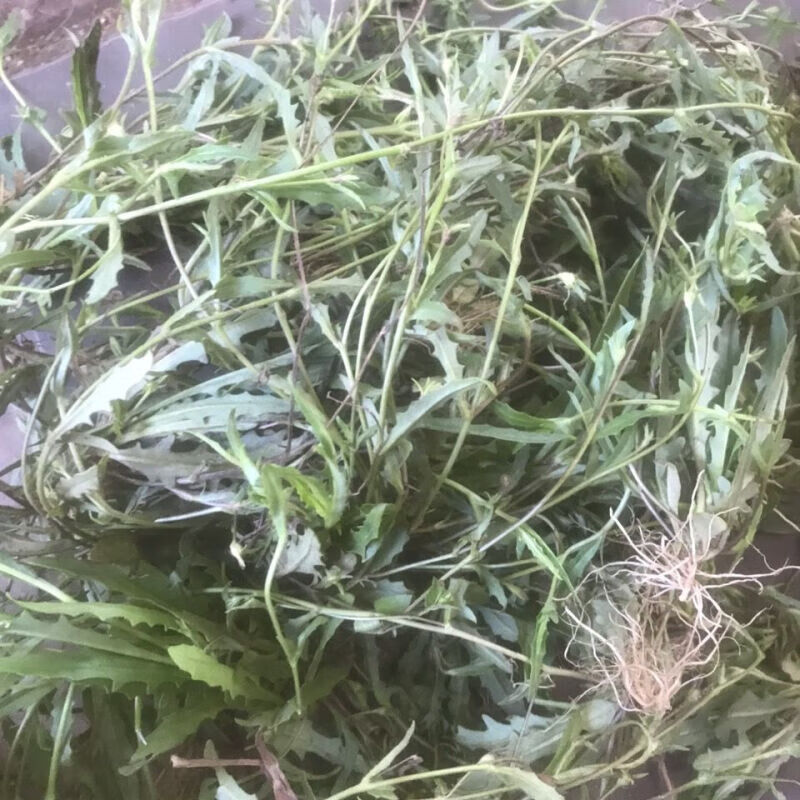 通血草脉门草民间草药野生通脉草午时香脉草香草通穴草散血草干货 200