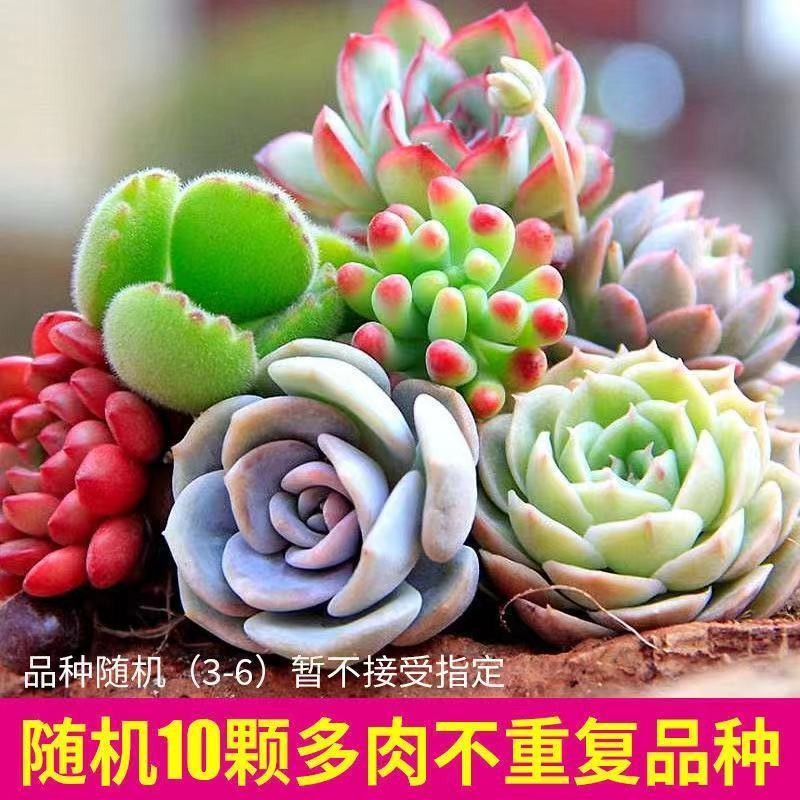 金钱木老桩多肉植物花卉室内盆栽肉肉办公室绿植好养雅乐之舞高约12 14cm 瓷盆栽好 陶瓷盆 带盆栽好 参数详情评论 聚折扣 金钱木老桩多肉植物花卉室内盆栽肉肉办公室绿植好养雅乐之舞高约12 14cm 瓷盆栽好 陶瓷盆 带盆栽好 参数详情评论 聚折扣