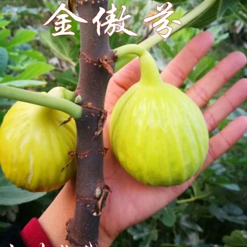 无花果树苗 特大波姬红庭院阳台盆栽地栽果树苗南方北方种植 金傲芬5