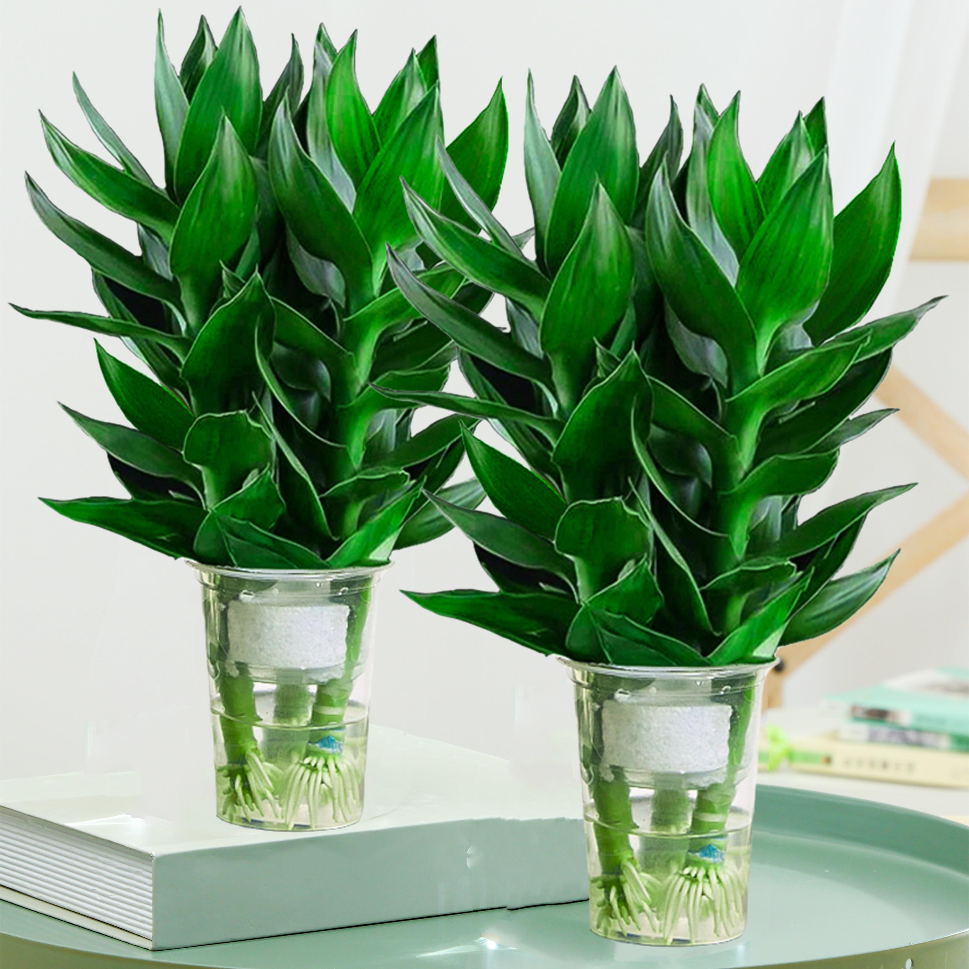 盖淘富贵竹水培植物带根花卉绿植绿萝室内盆栽竹水养 观音竹3棵(简易