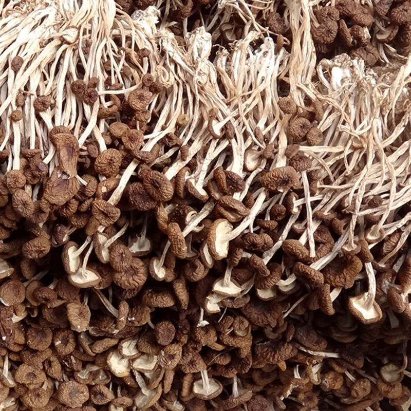 格沃斯（GEWOSI）古田茶树菇农家新货香菇干货特产茶新菌菇虫草毛重煲汤非净重批发 （饭店）不开伞茶树菇【菇嫩】 500g（1斤）