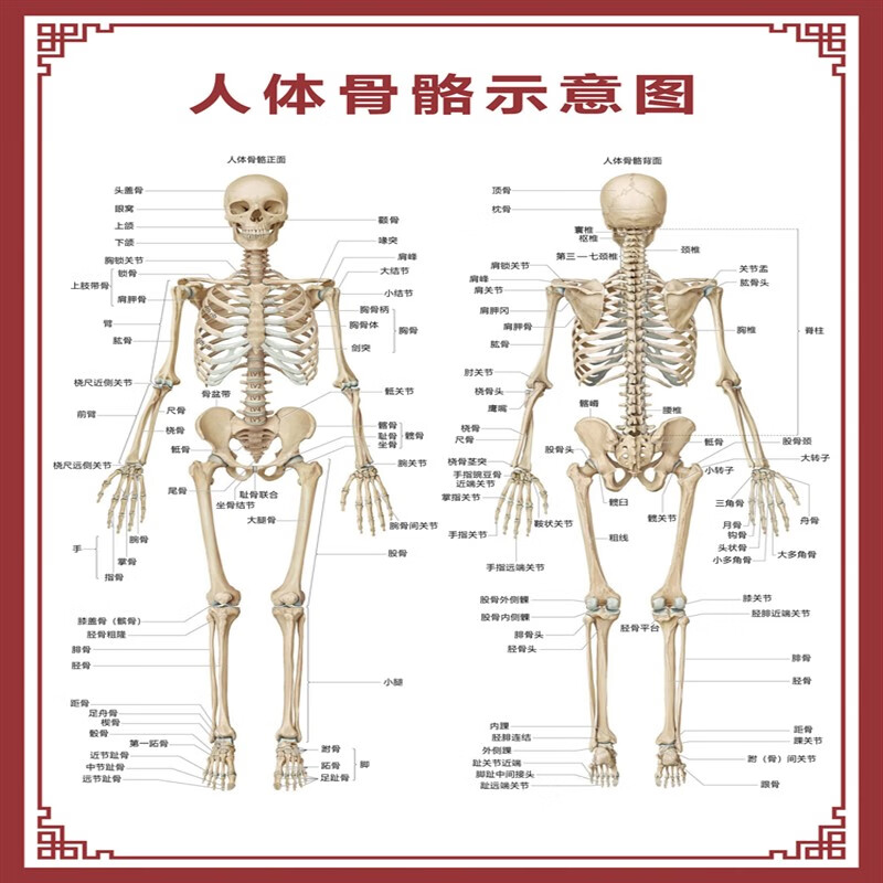 人体结构图骨头位置图片
