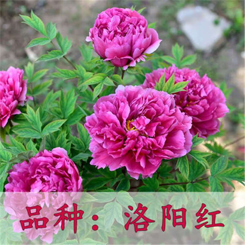 申堰耐寒洛阳观赏牡丹花苗大苗重瓣大花室内外四季开花盆栽庭院绿植