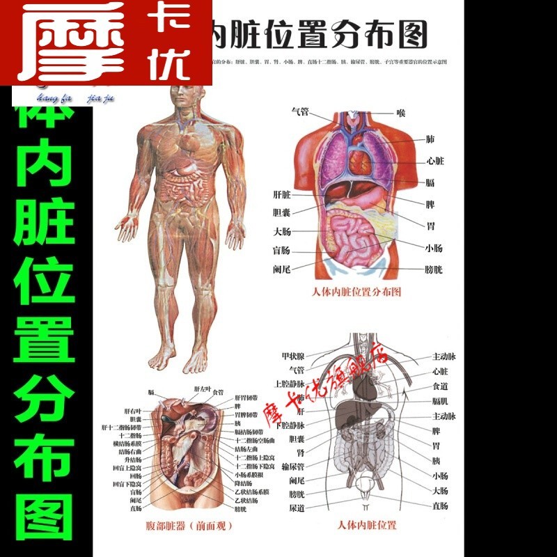 医院人体内脏位置分布图人体结构器官功能解剖图挂图海报日用创意家居