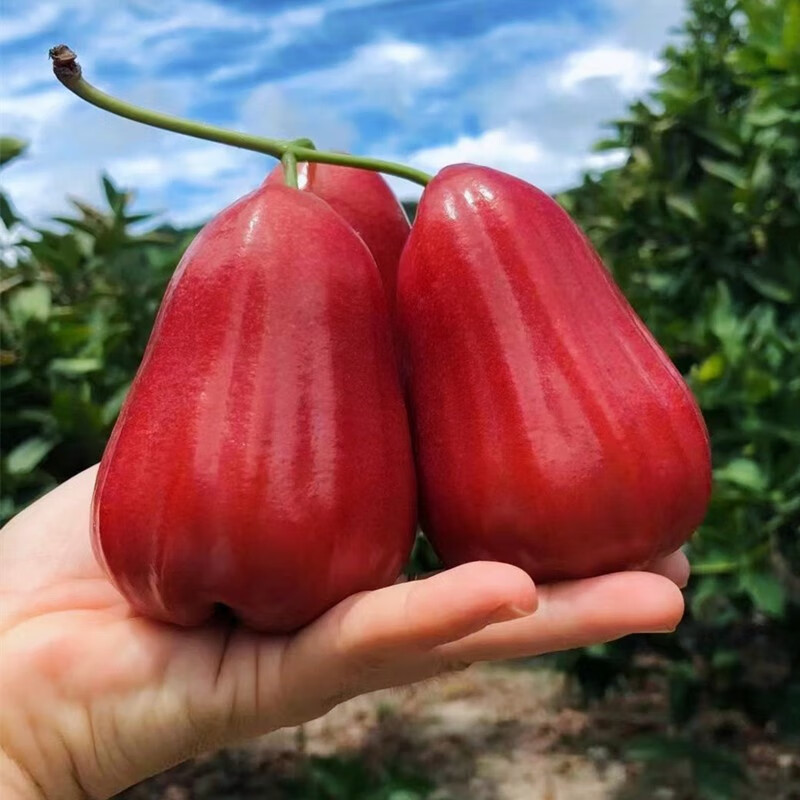 青尊园海南黑金刚莲雾树上熟大果新鲜水果脆甜孕妇一级现摘整箱 尝鲜