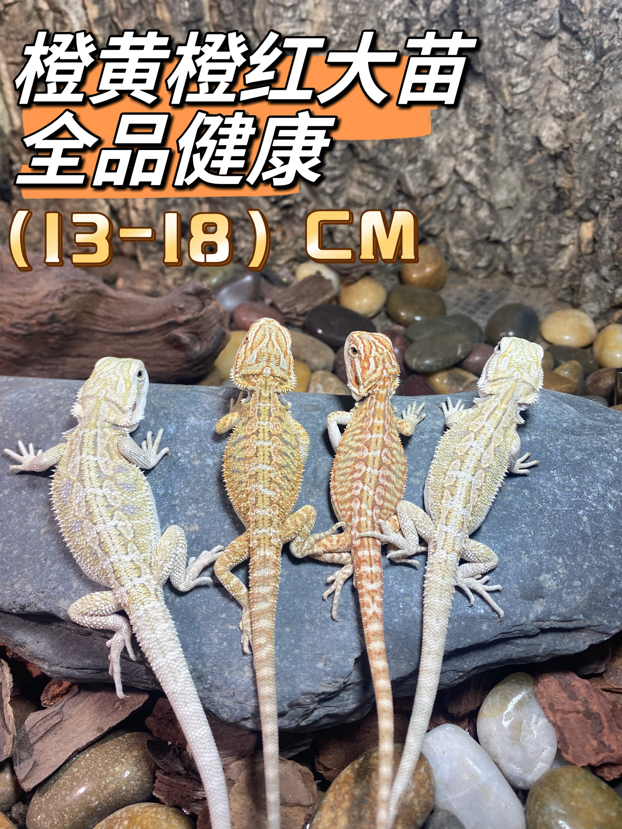 鬃狮蜥蜴宠物幼体活物巨型成体大蜥蜴稀罕家养小蜥蜴不咬人 13-18cm )