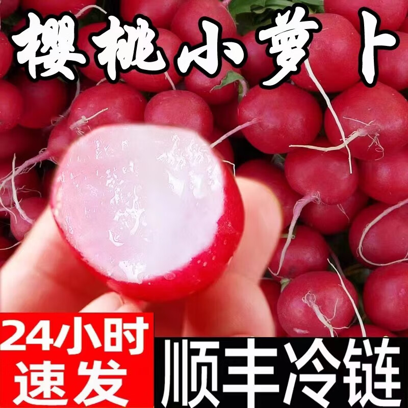 农大姐妹【顺丰速运】 樱桃萝卜 迷你小萝卜 水果萝卜 红丁萝卜甜脆可生食 （净重）5斤