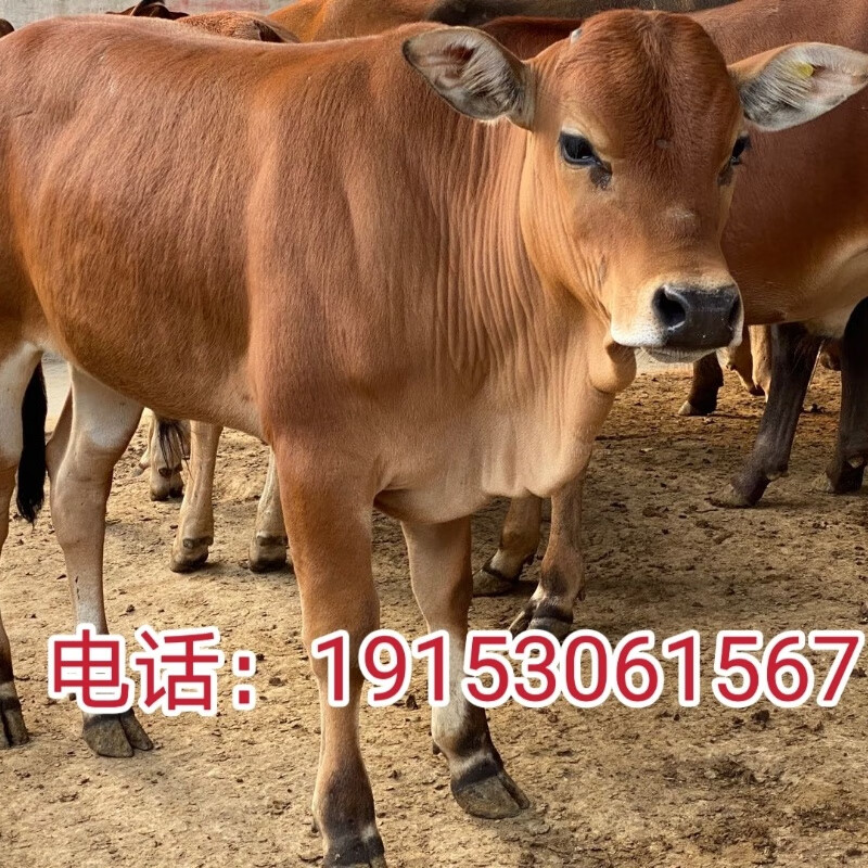 鲁西黄牛3到6个月的牛犊养牛活牛改良肉牛西门塔尔牛犊子养殖技术