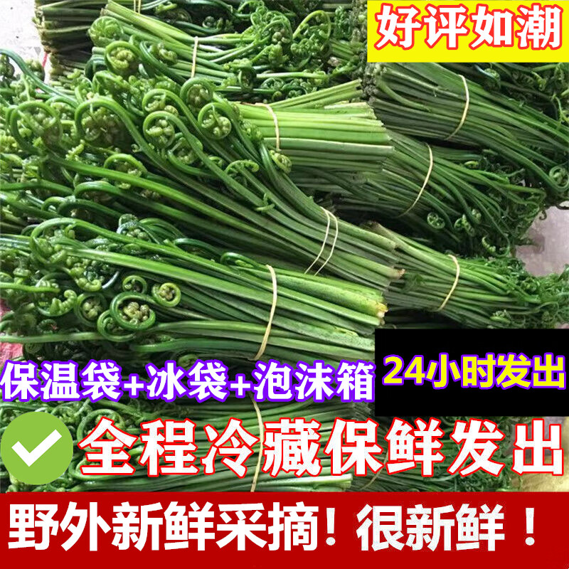 教蔬鲜生新鲜现摘广西玉林蕨菜凉拌菜3斤5斤野菜龙爪菜鲜嫩水蕨菜叶子