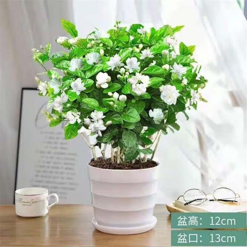 茉莉花盆栽浓香型重瓣绿植花卉水培植物阳台四季开花 中盆重瓣茉莉(5棵) 带土+螺纹盆使用感如何?