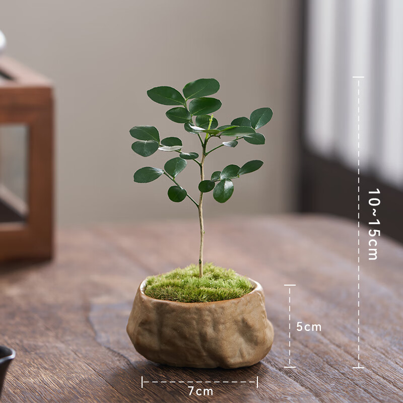 妙普乐茶台摆件植物 九里香盆景室内迷你植物好养绿植花卉盆栽客厅茶