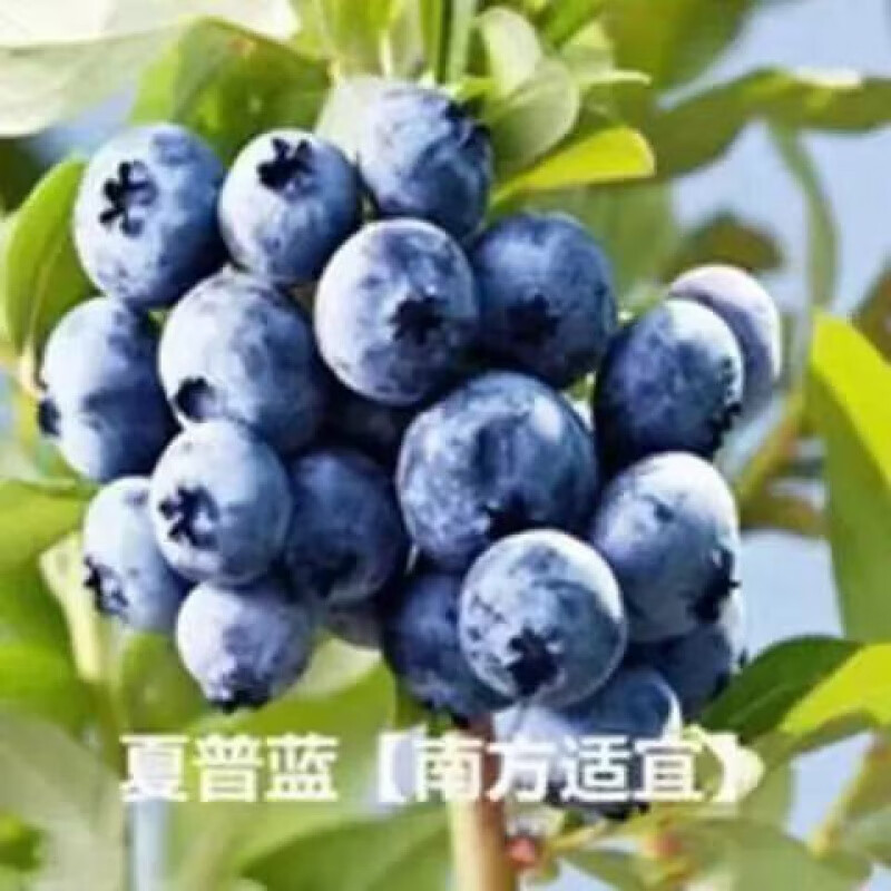 蓝莓种子蓝莓树苗种子阳台盆栽果园庭院蓝梅树果树苗种子各种品种 夏普蓝莓种子(+肥) 52粒