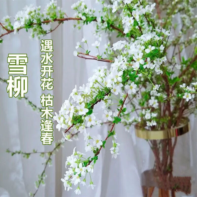 凡皙装饰摆件 雪柳枯木逢春干枝遇水开花水培花懒人植 40公分 10支装高性价比高么？