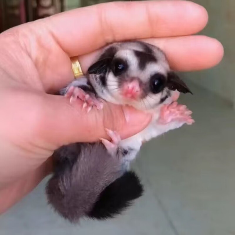 网红萌宠蜜袋鼬活物纯白蜜袋鼯白脸蜜袋鼯幼崽飞鼠宠物口袋宠物 普色