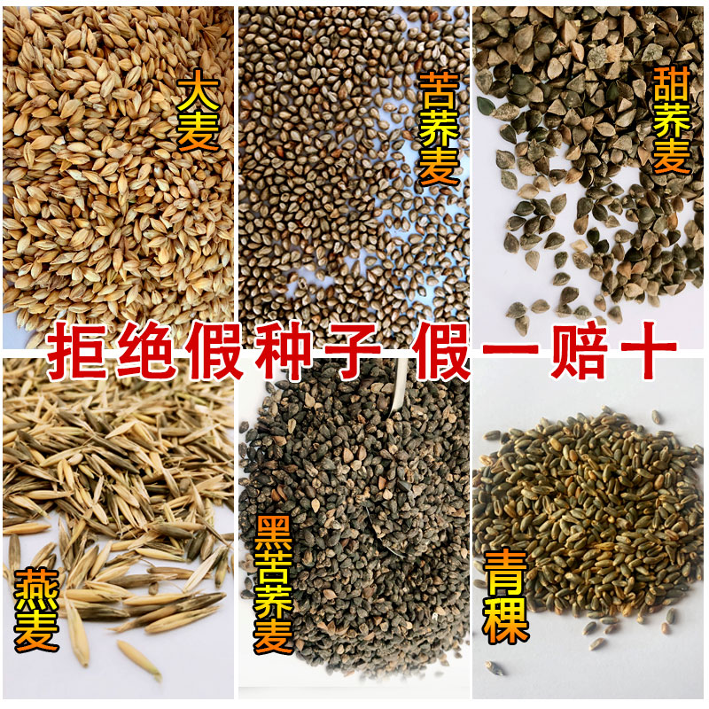 甜荞麦种子苦荞麦红高粱大麦小麦黑小麦燕麦薏米青稞杂粮籽种 甜荞麦