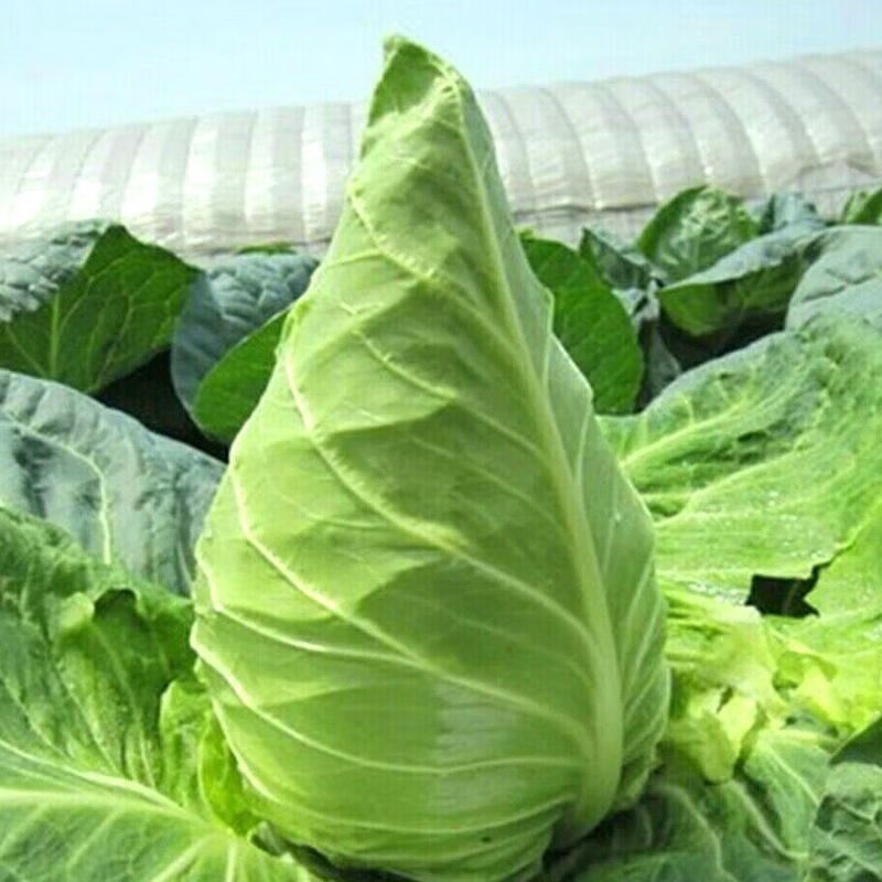 牛心甘蓝种籽包菜莲花白耐热耐寒春夏秋冬四季农家蔬菜种孑 牛心甘蓝种子 精选散装300粒属于什么档次？