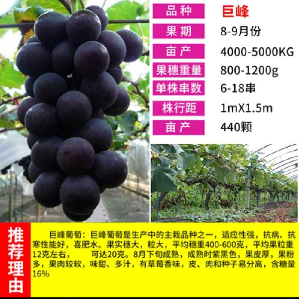 苗大苗果树果苗爬藤葡萄树苗葡萄树苖南北方种植当年结果 巨峰葡萄 2
