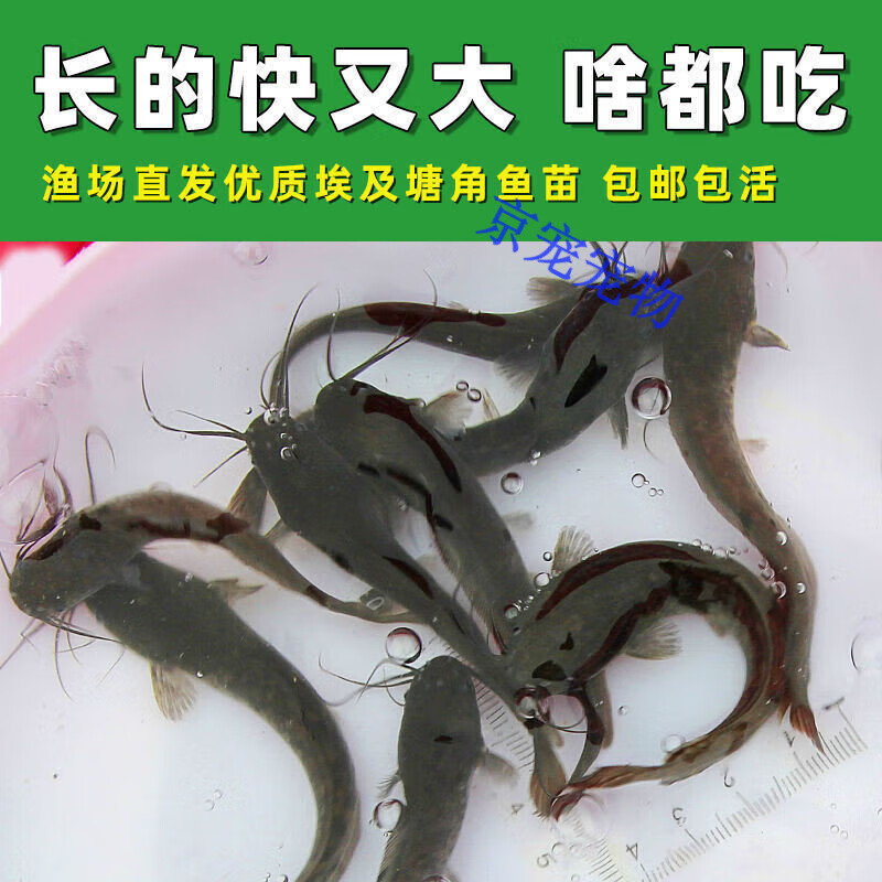 采缇(caiti)塘鲺活鱼苗四川本地土塘角埃及塘鲺淡水