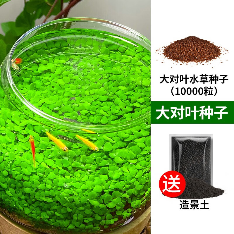 植物草缸造景套餐真草阴性水草孑牛毛草种子 新手必备大对叶水草种子
