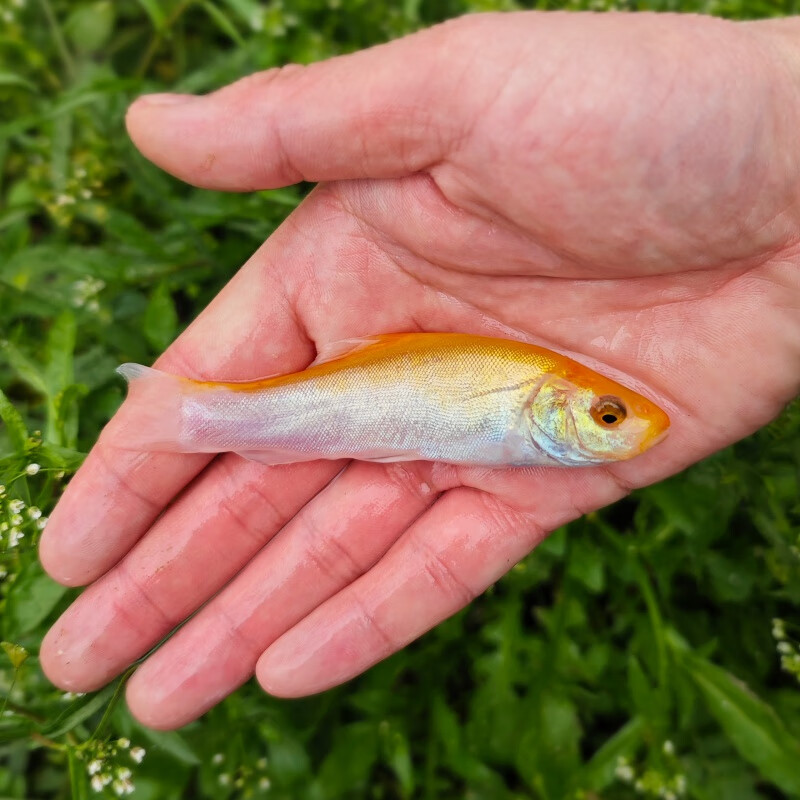 黄金丁桂红色丁桂鱼稀有红丁桂鱼黄化丁桂鱼万里挑一混养鱼医生