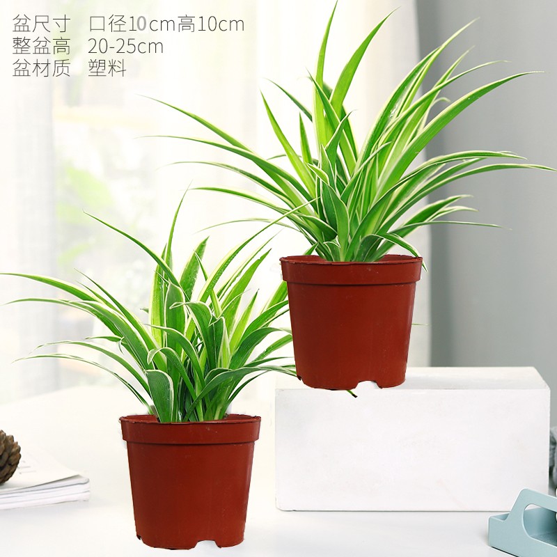 格調(diào)生活金邊吊蘭植物垂吊室內(nèi)盆栽桌面辦公室綠植花凈化空氣好養(yǎng) 2盆小號(hào)金邊吊蘭（原盆原土）