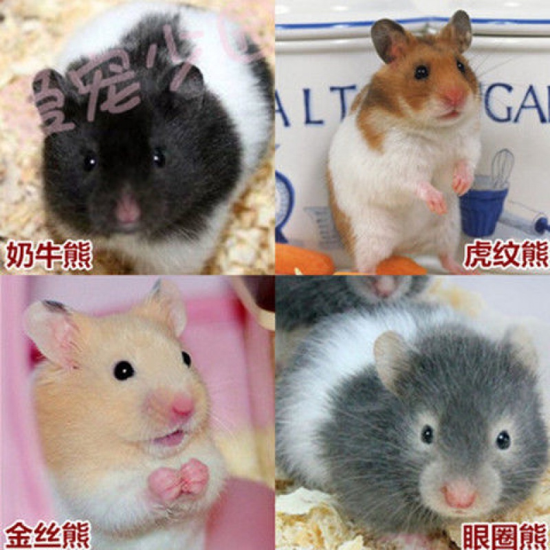 千喵小仓鼠活体银狐布丁三线金丝熊宠物一只仓鼠宝宝幼崽 金丝熊 奶牛